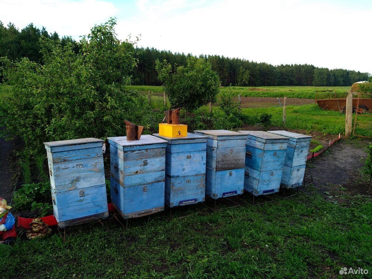 Ульи, инвентарь для пчеловодства купить на Зозу.ру - фотография № 1