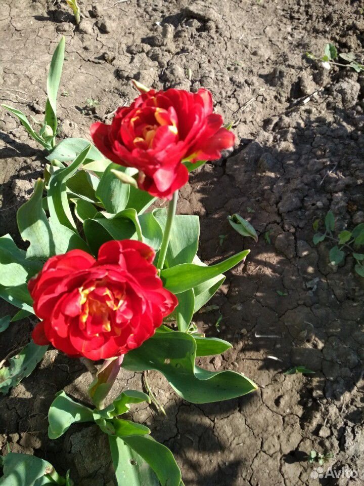 Бордюрные тюльпаны купить на Зозу.ру - фотография № 2