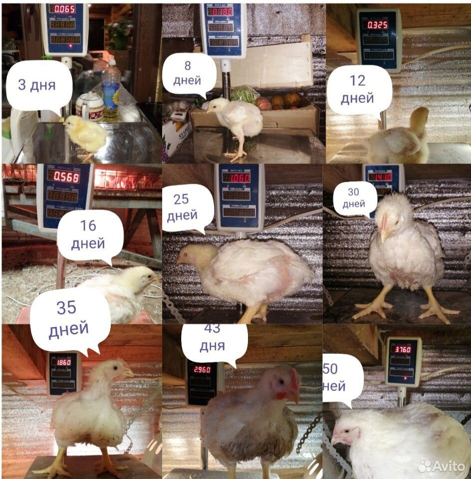 Цыпленок купить на Зозу.ру - фотография № 3