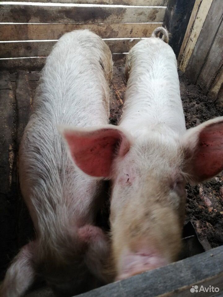 Продам свинину живым весом купить на Зозу.ру - фотография № 1