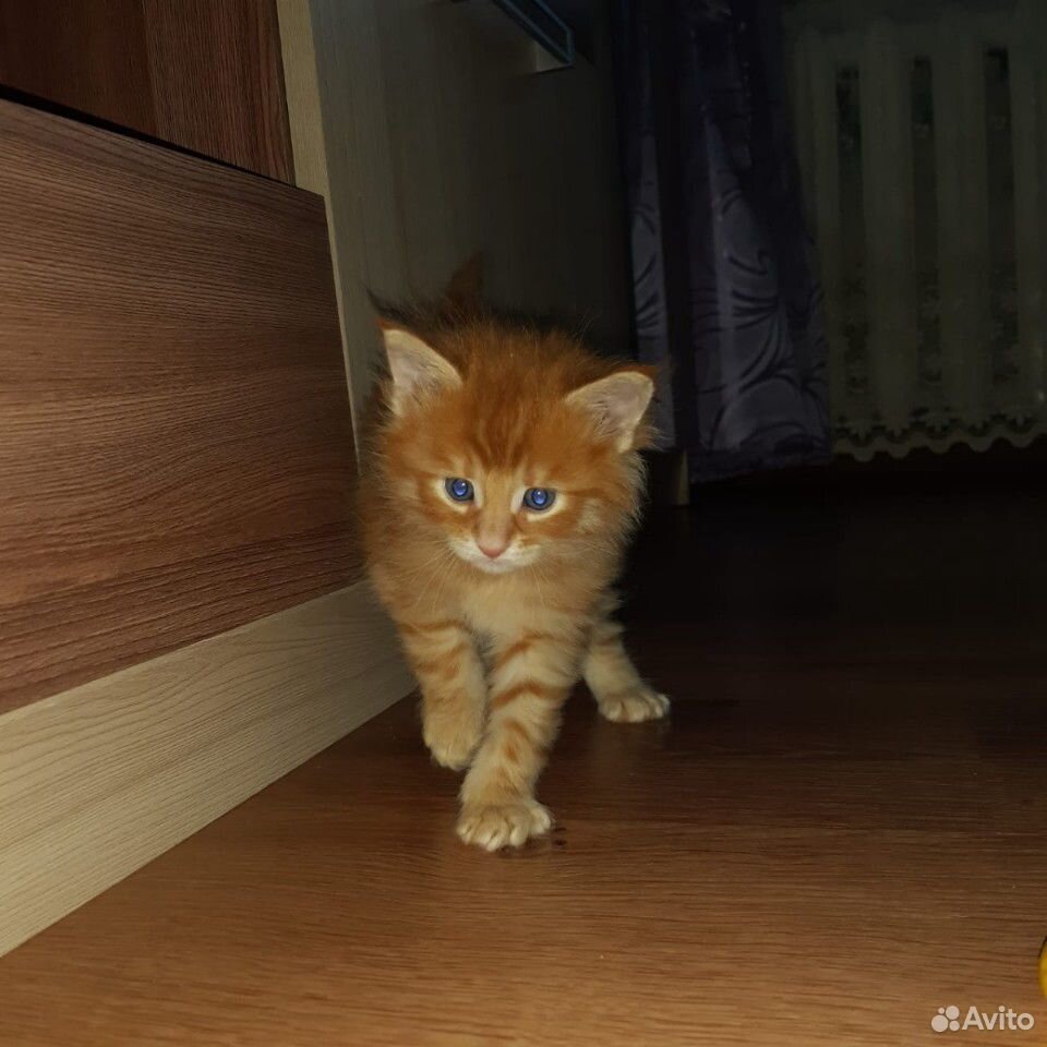 Котята породы Мейн-кун купить на Зозу.ру - фотография № 1