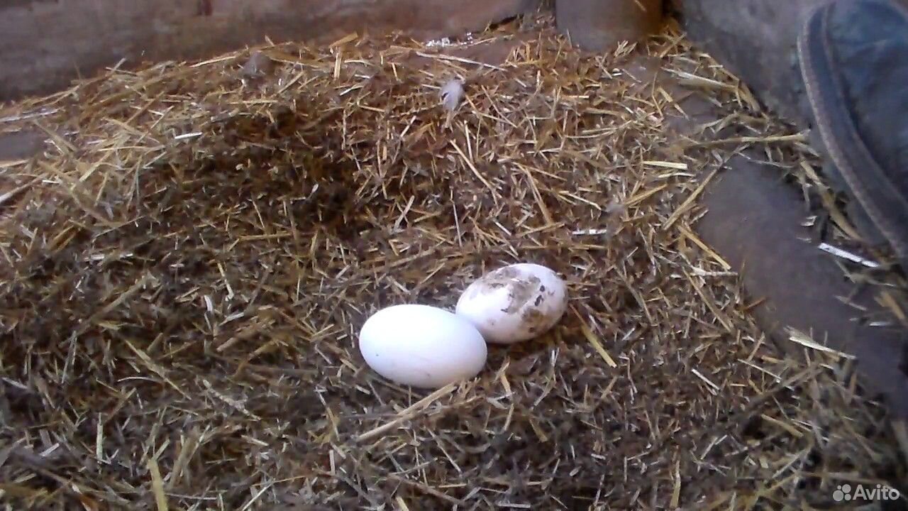 Гусиное яйцо инкубационное купить на Зозу.ру - фотография № 1