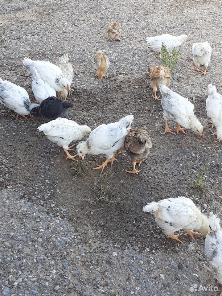 Курочки цыплята купить на Зозу.ру - фотография № 3