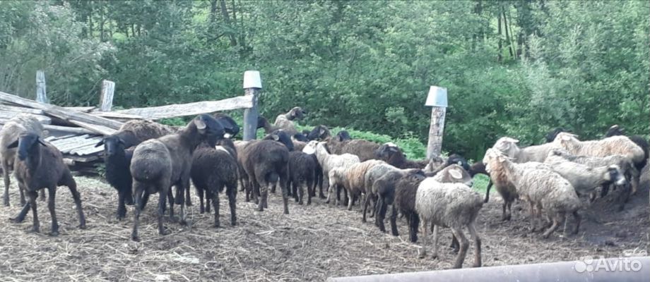 Курдючные бараны, овцы купить на Зозу.ру - фотография № 1