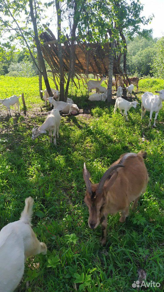 Молодые козочки и взрослые козы купить на Зозу.ру - фотография № 6