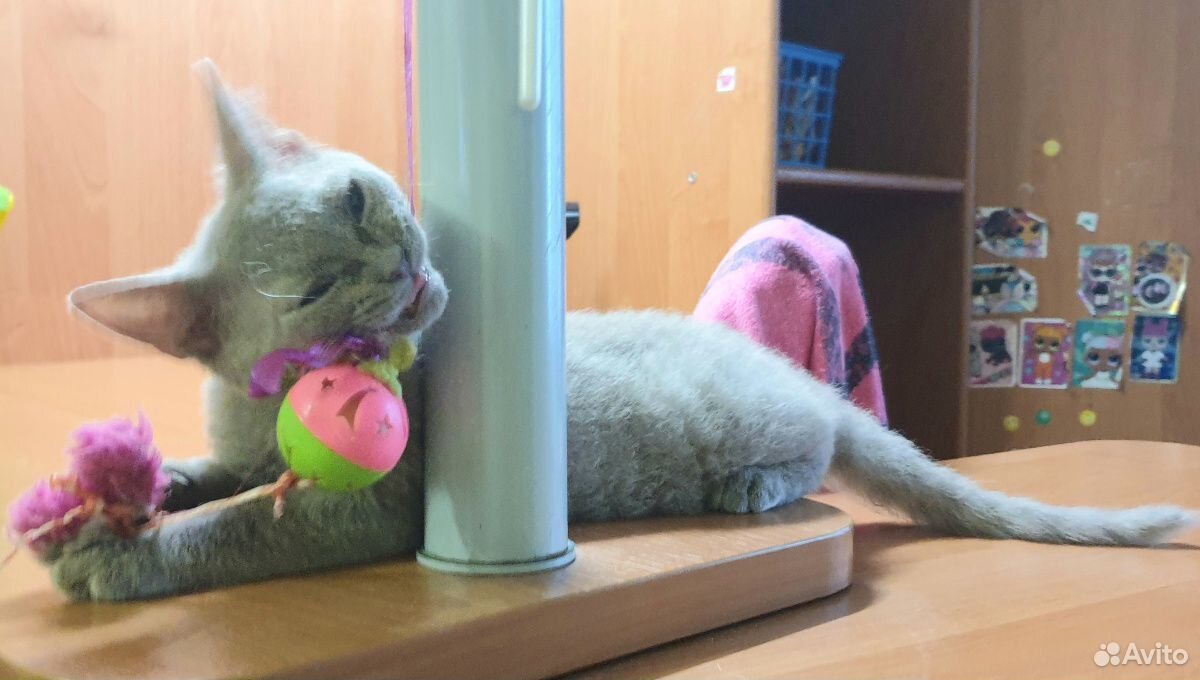 Эксклюзивный лиловый котик купить на Зозу.ру - фотография № 6