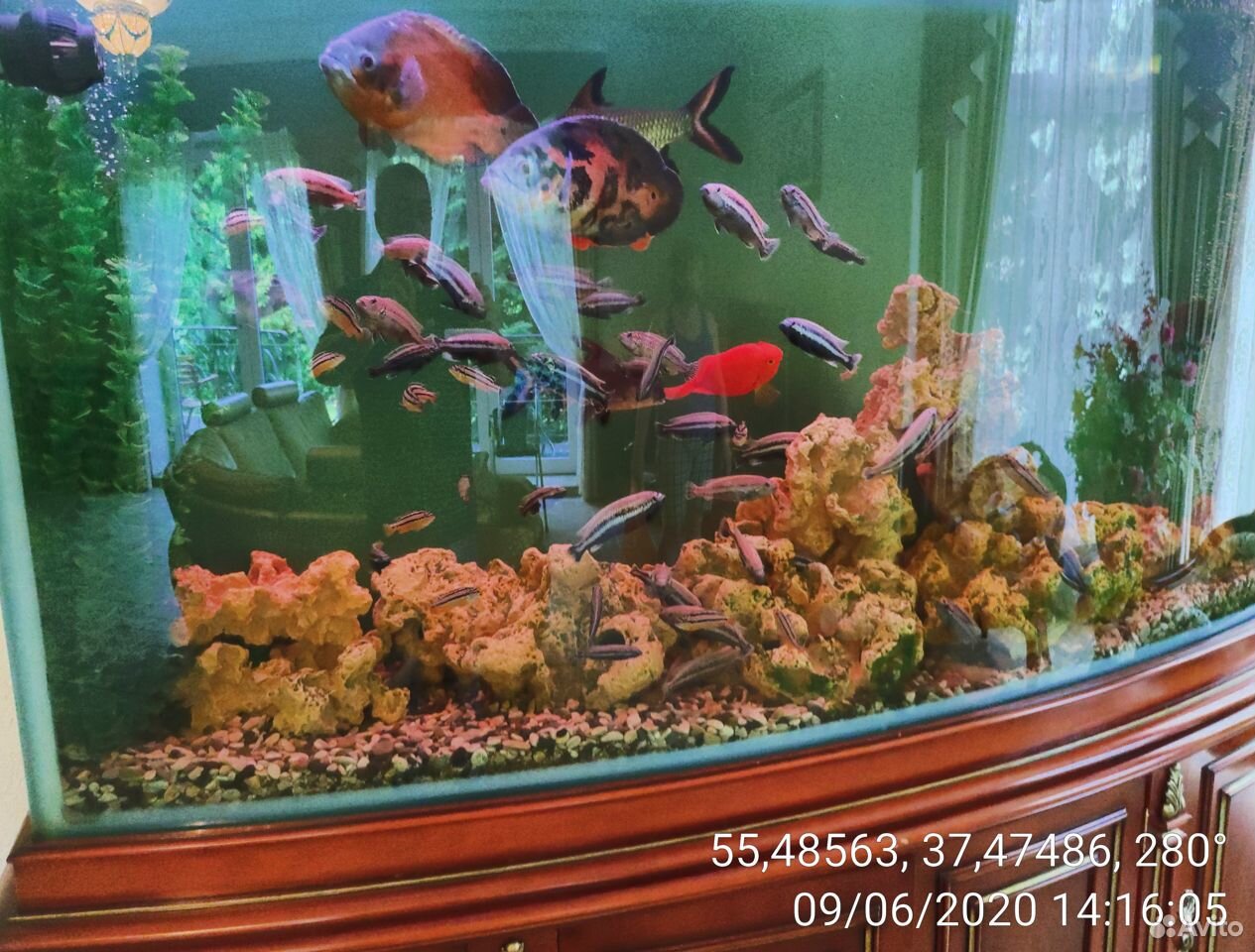 Рыбки аквариум купить на Зозу.ру - фотография № 2