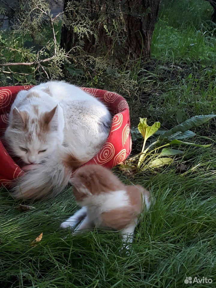 Кошка и котннео купить на Зозу.ру - фотография № 2