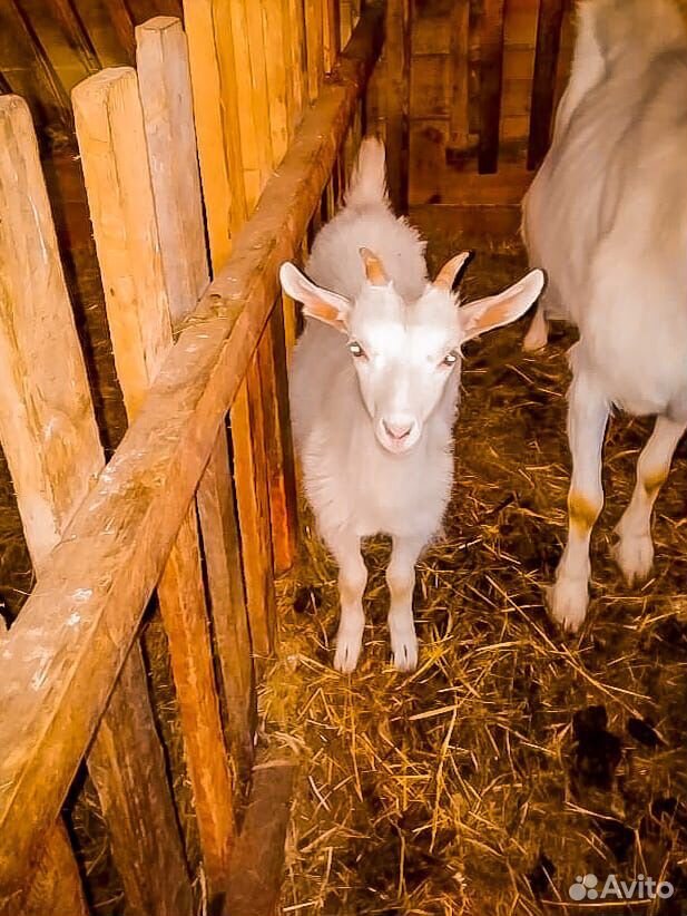 Породистые козы купить на Зозу.ру - фотография № 2