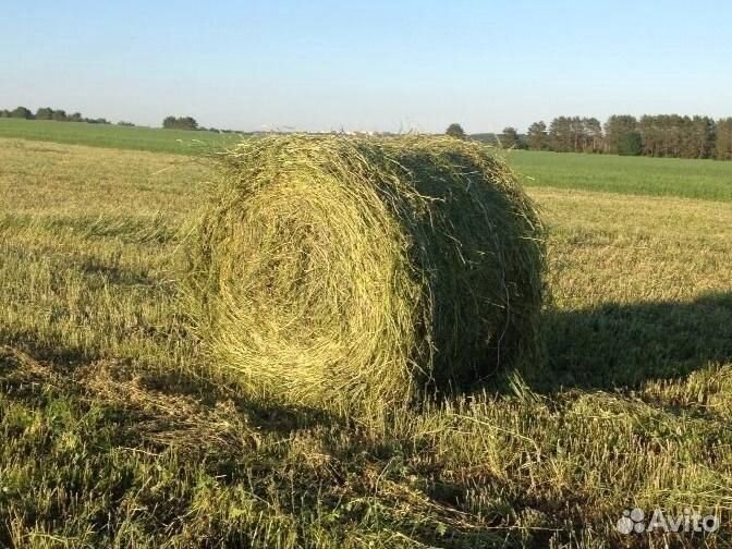 Рулон люцерна. Сено 110 тюки 300 кг. Сено (клевер+люцерна) 1 тюк. Рулон люцерна. Сено (клевер+люцерна) 1 тюк.