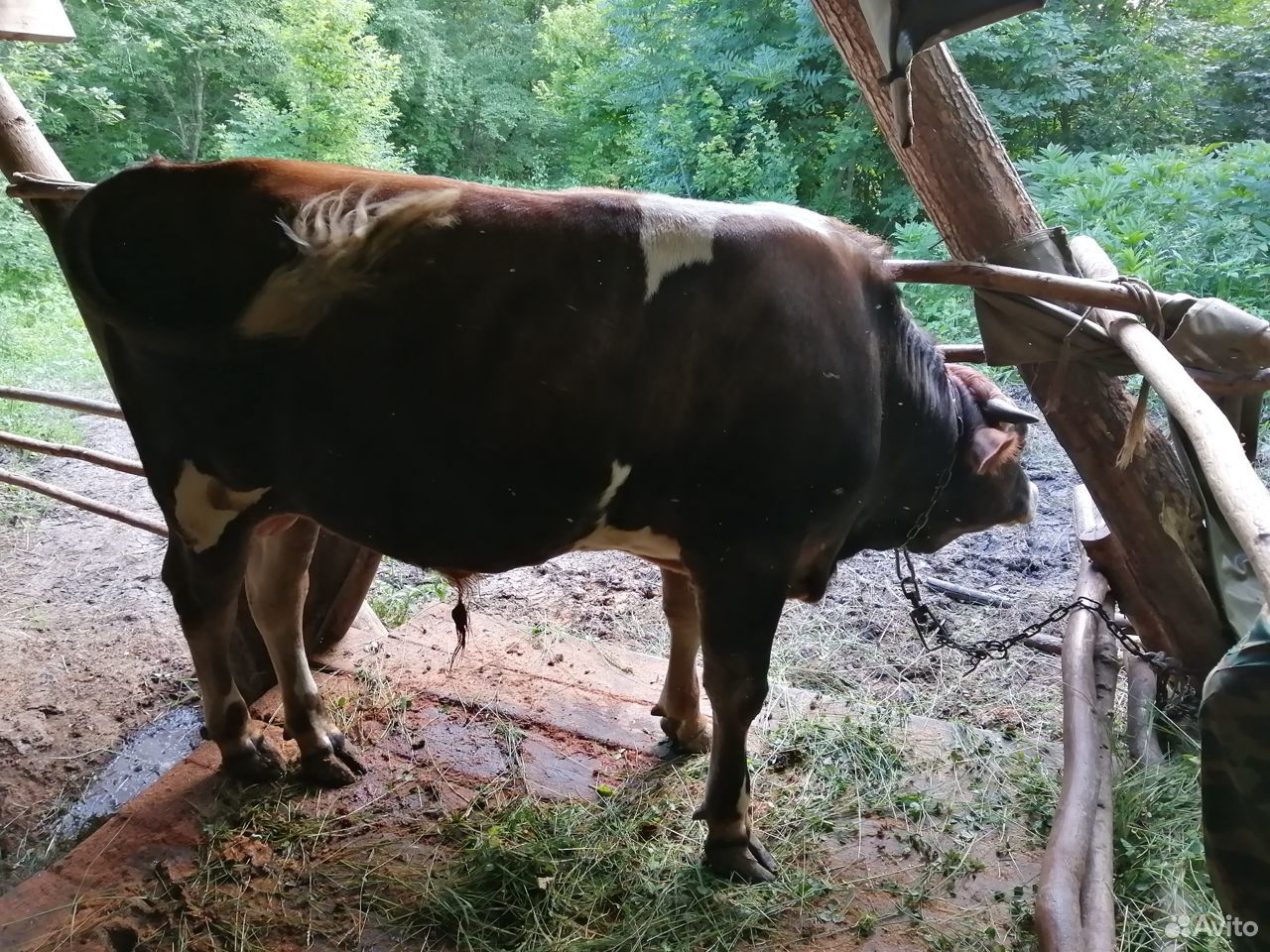 Корова и бык купить на Зозу.ру - фотография № 5