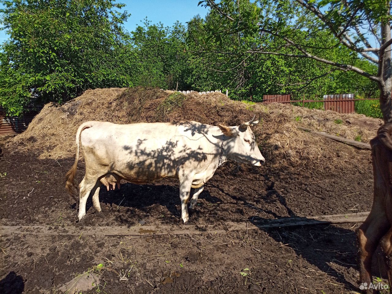 Продается корова купить на Зозу.ру - фотография № 5