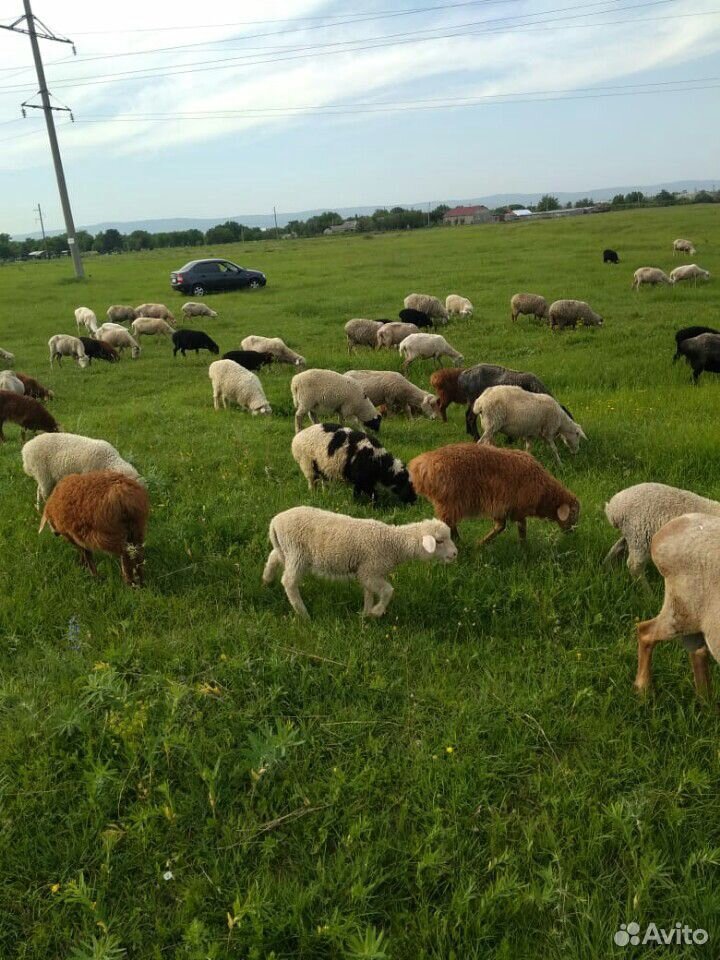 Овцы и Ягнята.+ овечая шерсть купить на Зозу.ру - фотография № 2