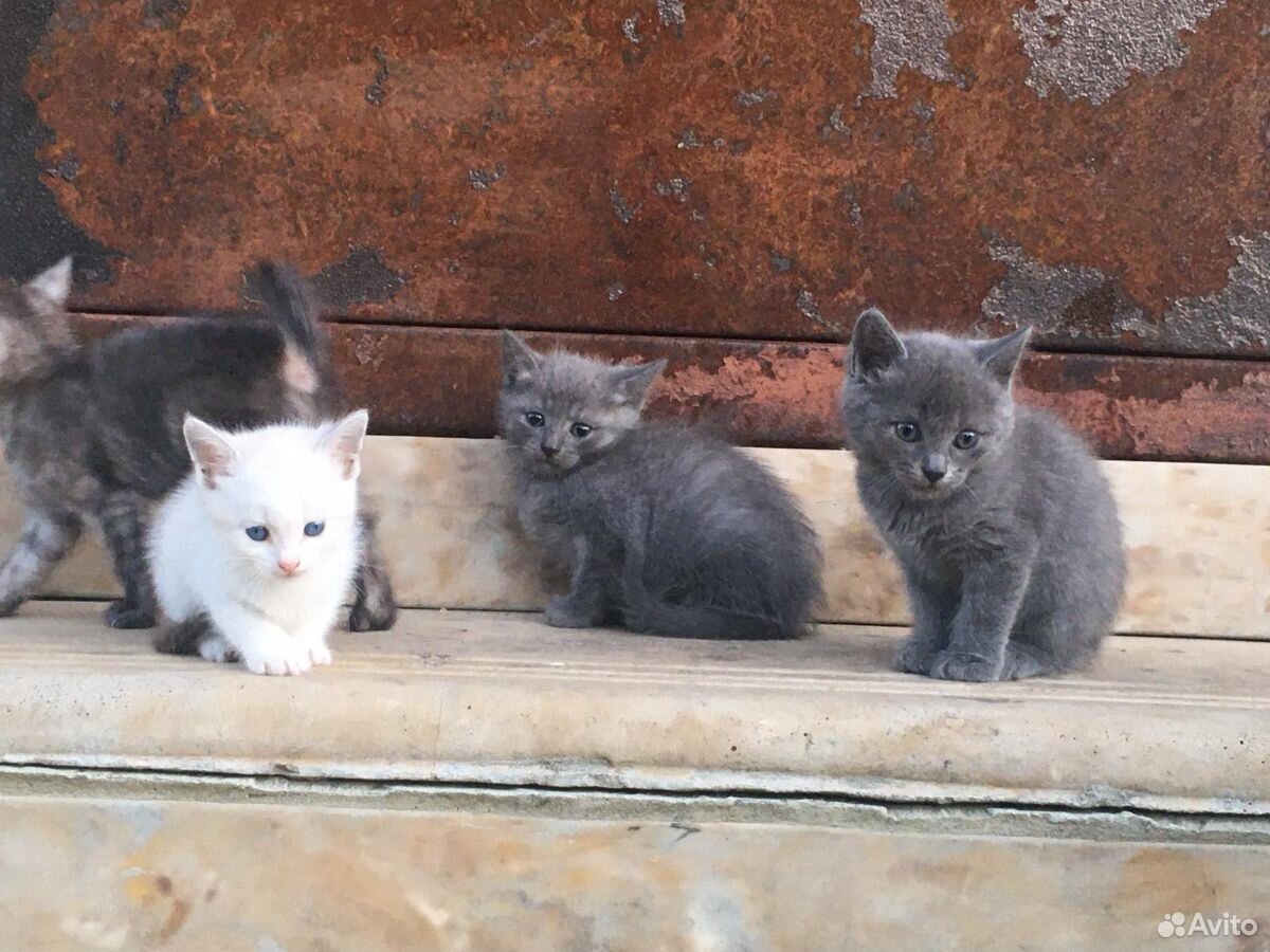 Помесь шотландского кота и русско-голубой кошки. И купить на Зозу.ру - фотография № 5
