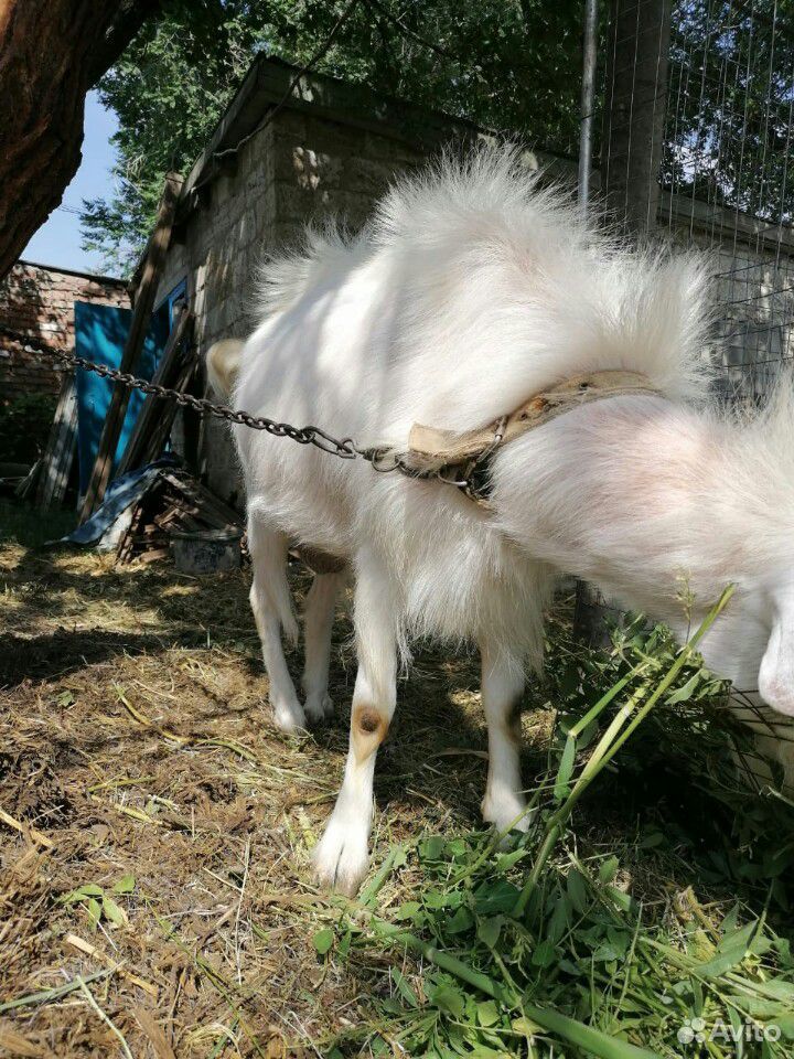 Дойна коза купить на Зозу.ру - фотография № 4