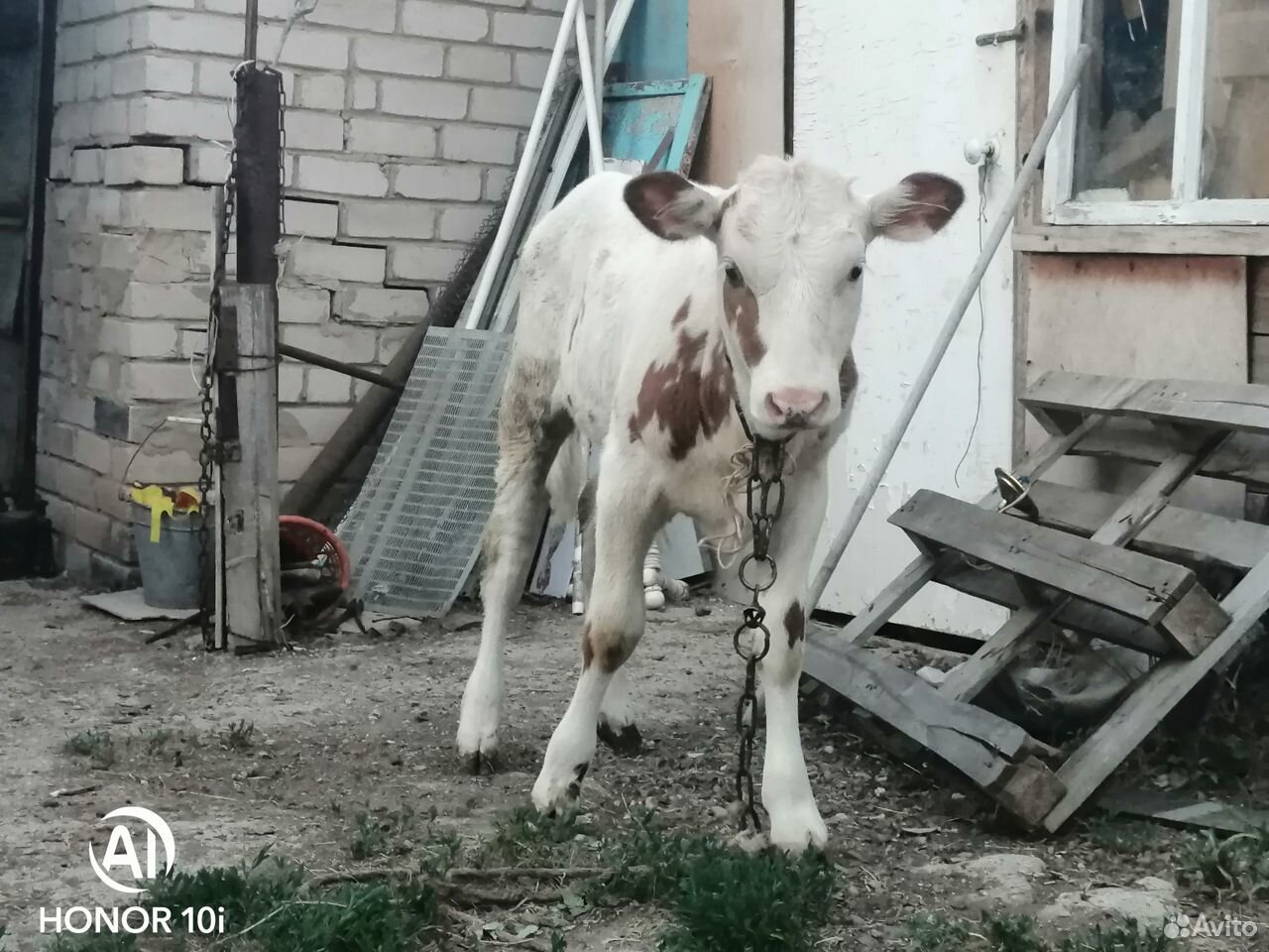 Продам теленка купить на Зозу.ру - фотография № 3