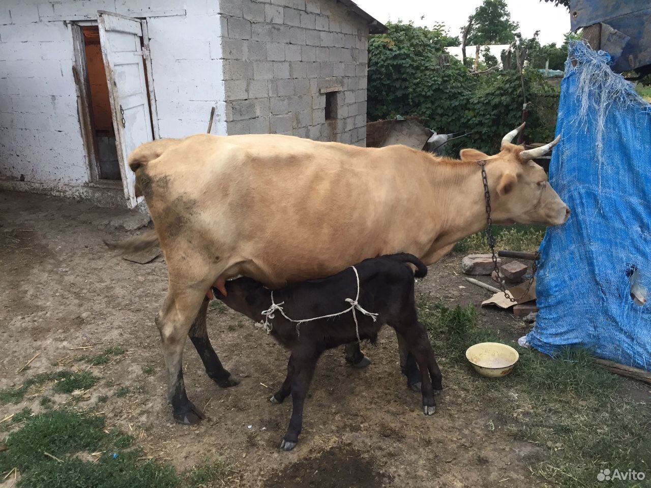 Продаётся дойная корова купить на Зозу.ру - фотография № 3