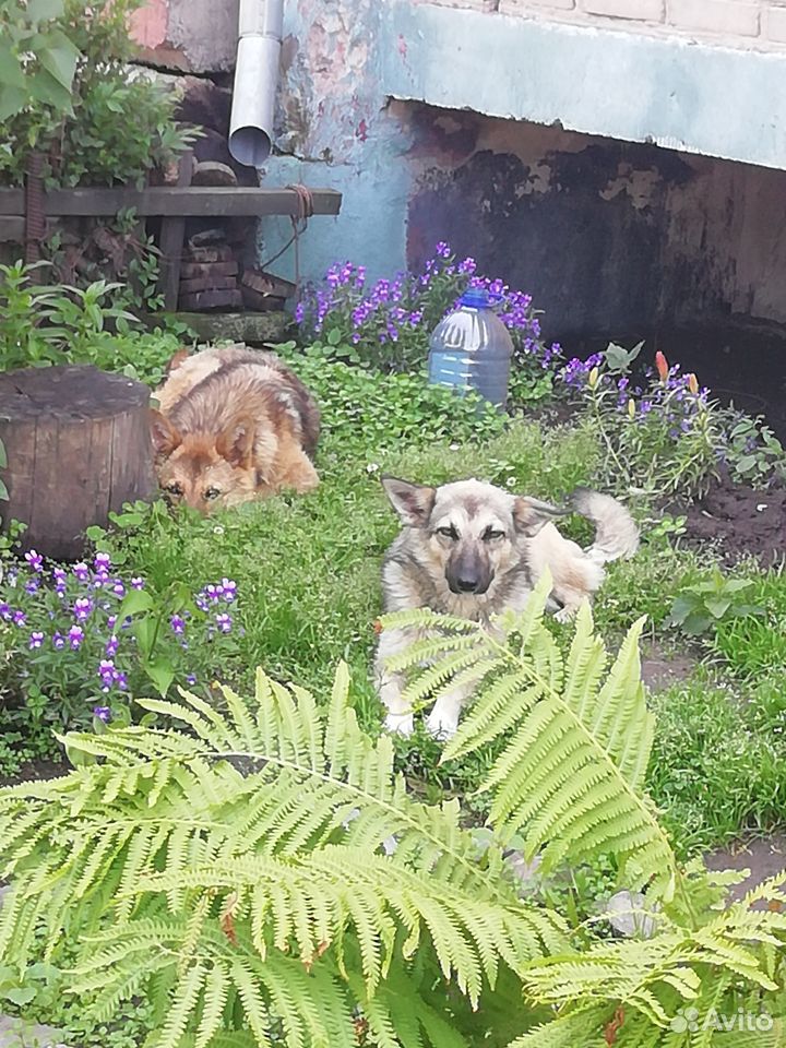 Два прекрасных бездомных щенка купить на Зозу.ру - фотография № 4