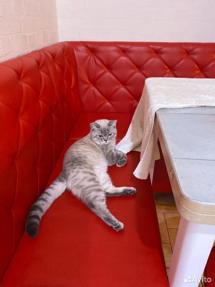 Вязка шотланского кота купить на Зозу.ру - фотография № 1