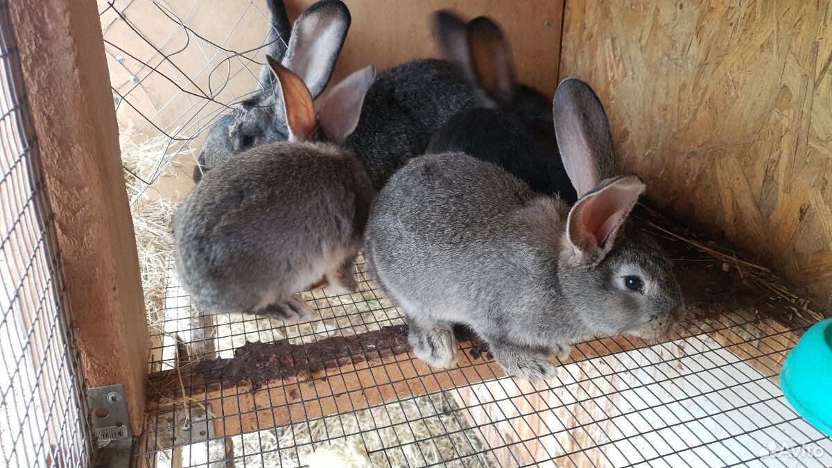 Кролик, крольчата серый великан купить на Зозу.ру - фотография № 1