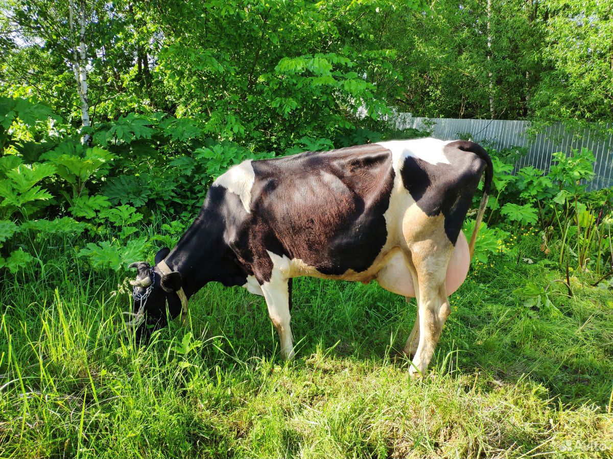 Корова первотелка голштинской породы купить на Зозу.ру - фотография № 3