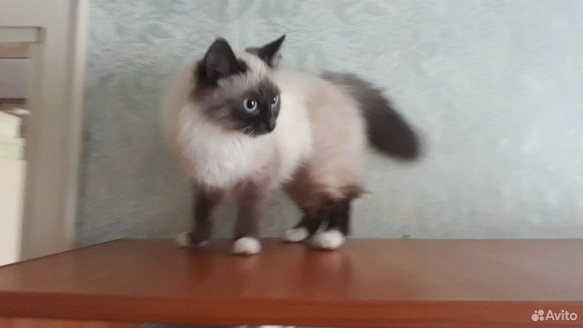 Кошка имя Соня порода,Невскомоскорадная купить на Зозу.ру - фотография № 2