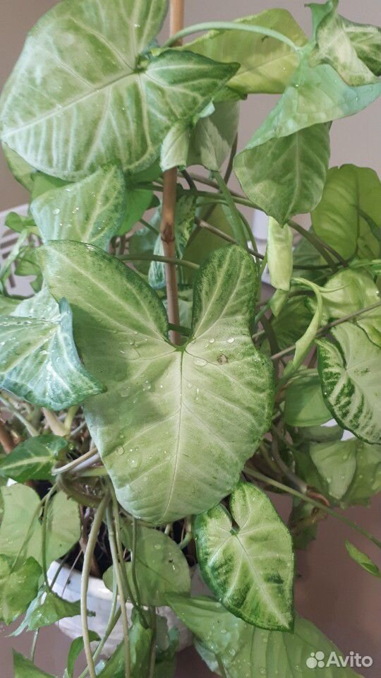 Комнатное растение Сингониум с горшком купить на Зозу.ру - фотография № 3