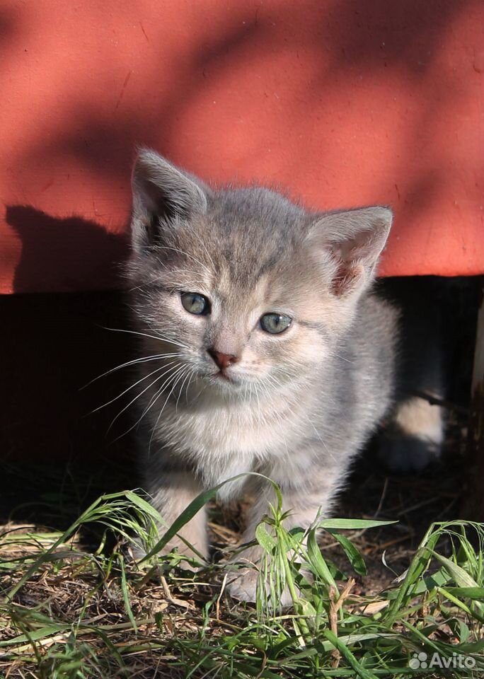 Красивые котята бесплатно, доставка купить на Зозу.ру - фотография № 3