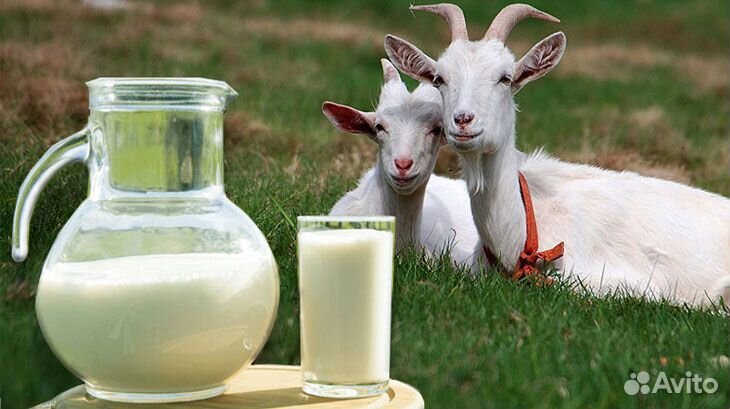 Натуральное козье молоко купить на Зозу.ру - фотография № 1