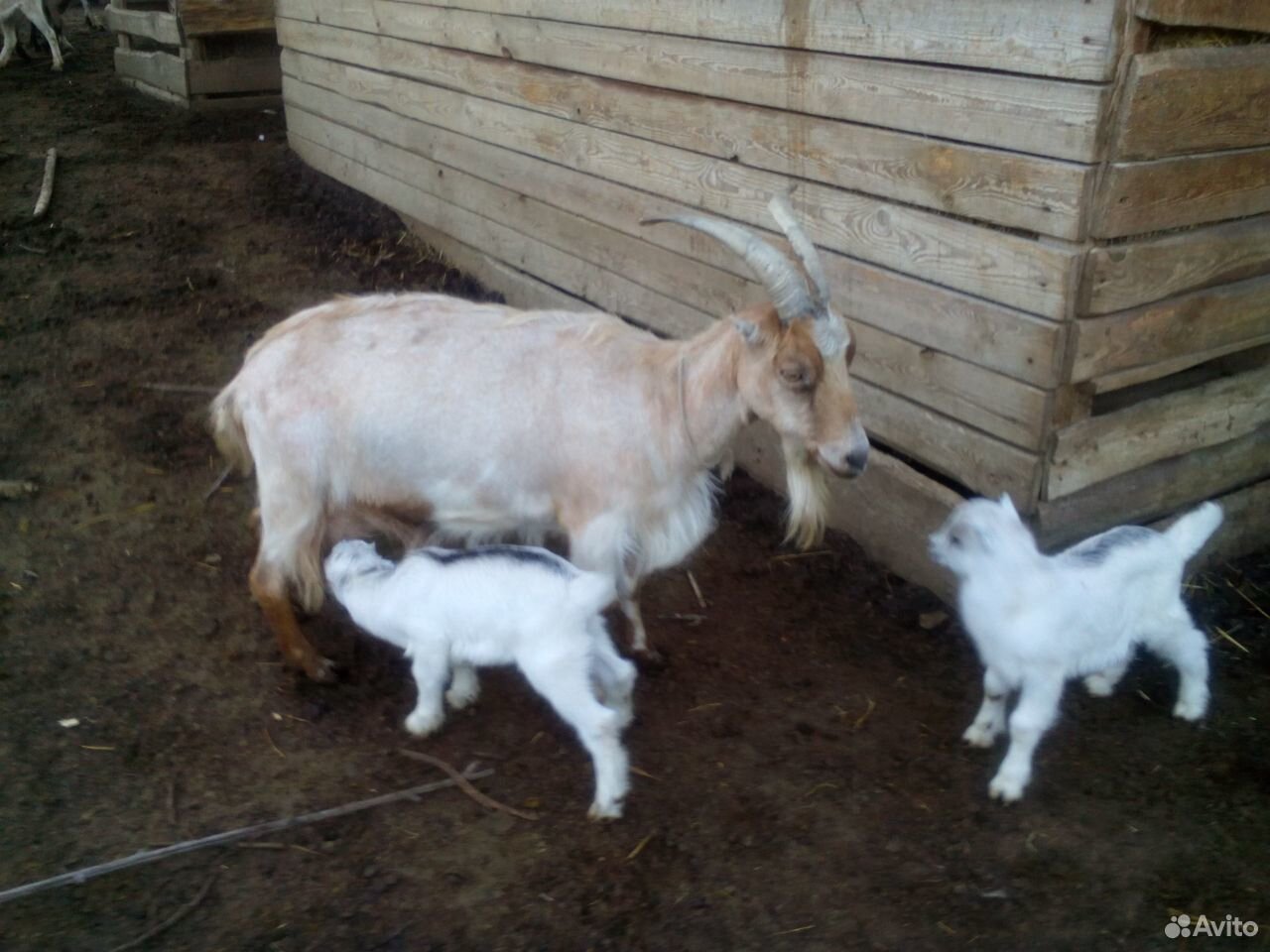 Продам молочную козу с козлятами на племя купить на Зозу.ру - фотография № 1