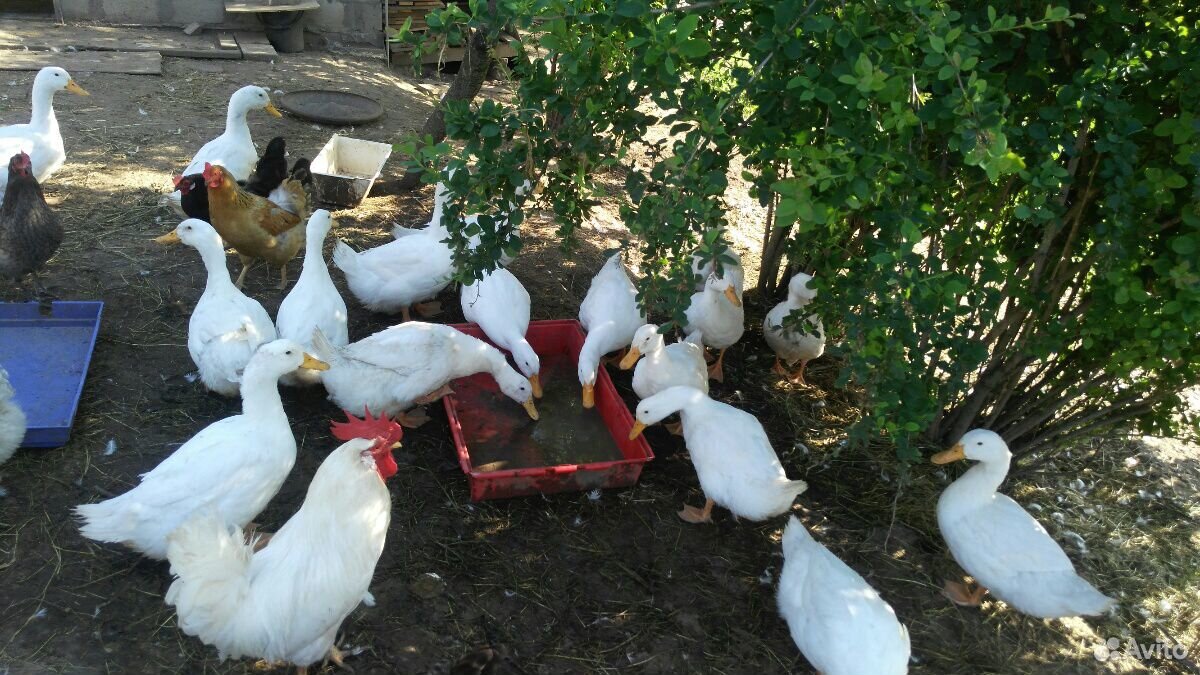 Утки, яйца купить на Зозу.ру - фотография № 2