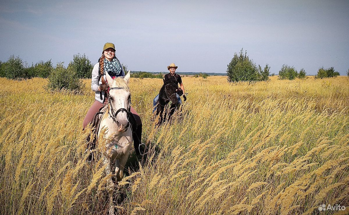 Вороной конь, вятская порода, мерин купить на Зозу.ру - фотография № 5