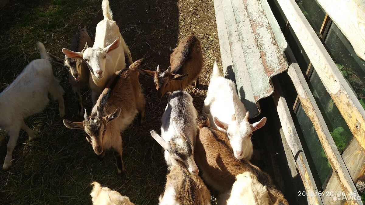 Продам двух трехмесячных козлят (козликов) купить на Зозу.ру - фотография № 1
