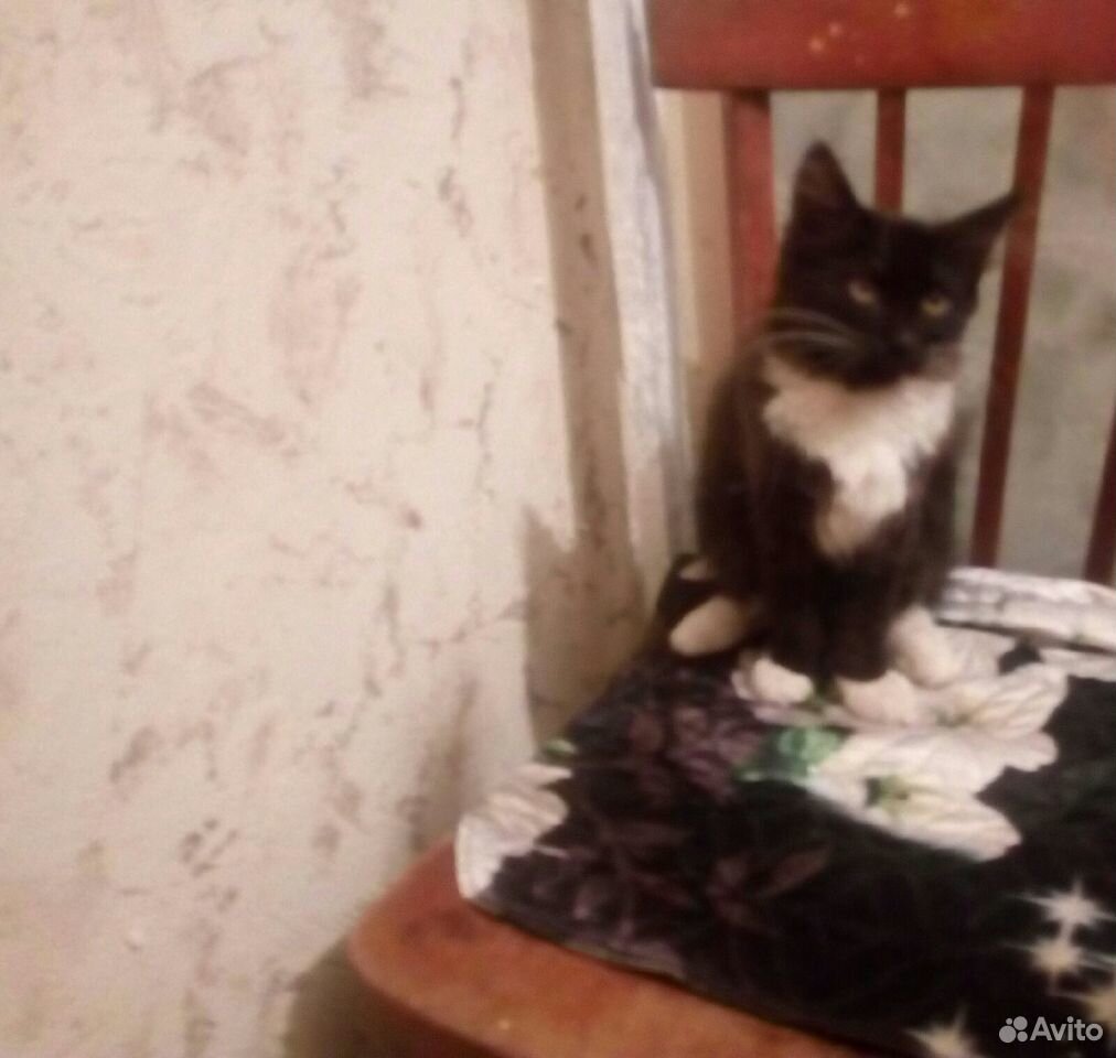 Котёнок девочка ищет дом купить на Зозу.ру - фотография № 2