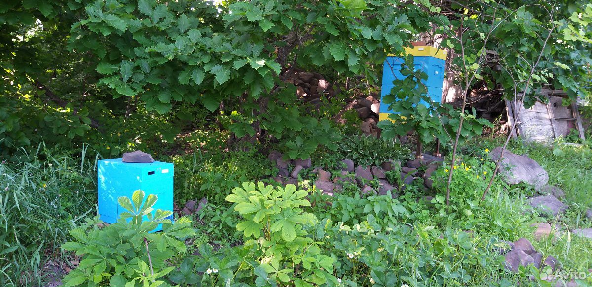 Пчёлы, пчелосемьи, отвотводки купить на Зозу.ру - фотография № 3