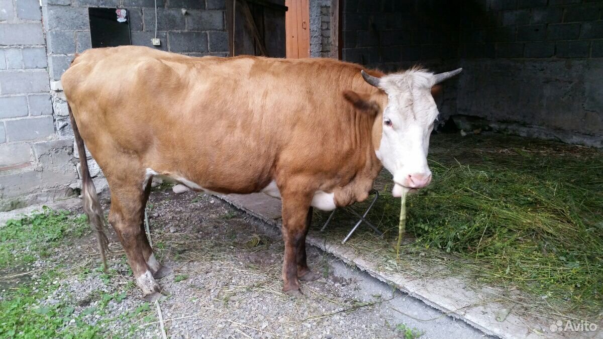 Продается стельная корова купить на Зозу.ру - фотография № 3