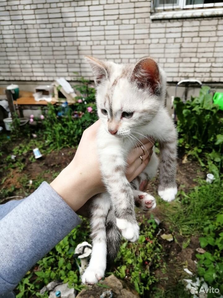 Кошка беленькая 2-3 месяца купить на Зозу.ру - фотография № 3
