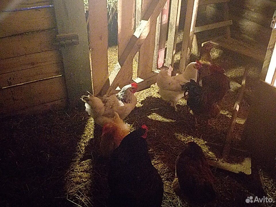 Цыплята от домашних цветных кур купить на Зозу.ру - фотография № 3