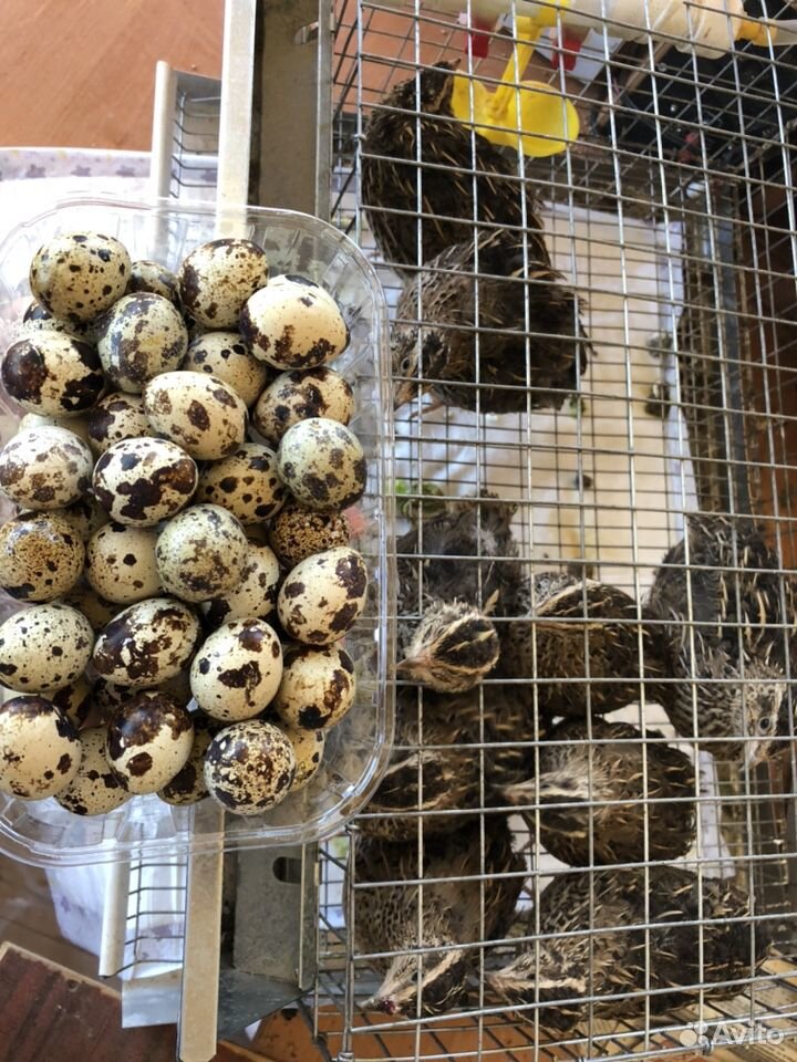 Яйца перепелиные купить на Зозу.ру - фотография № 3