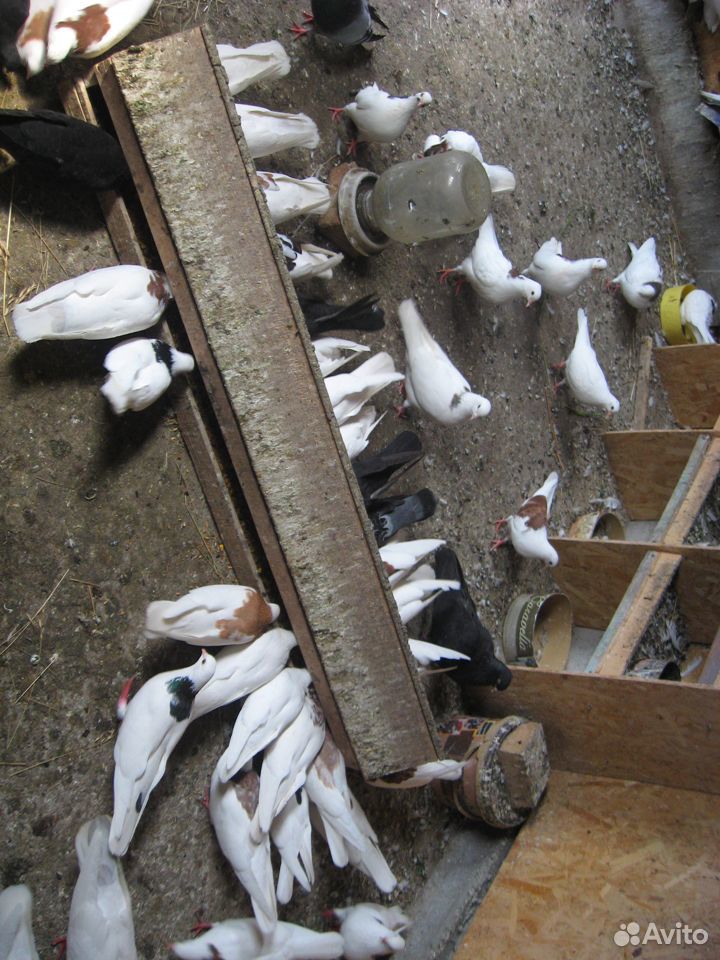 Продам голубей купить на Зозу.ру - фотография № 3