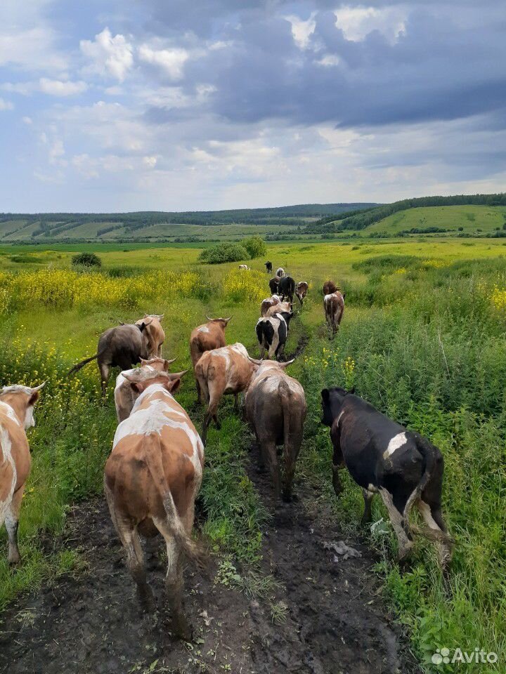 Бычки,коровы,телки купить на Зозу.ру - фотография № 2