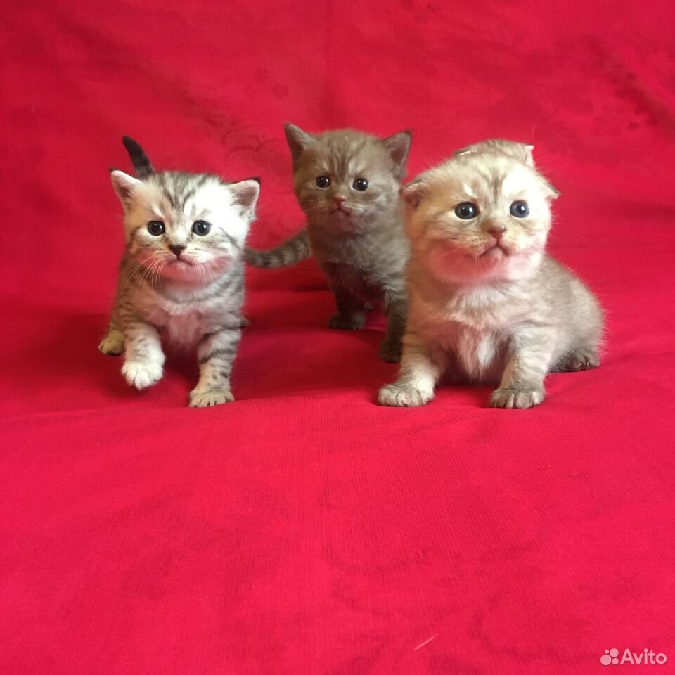 Шотланские котята купить на Зозу.ру - фотография № 8