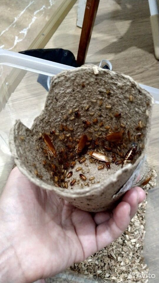 Колония туркменского таракана купить на Зозу.ру - фотография № 3