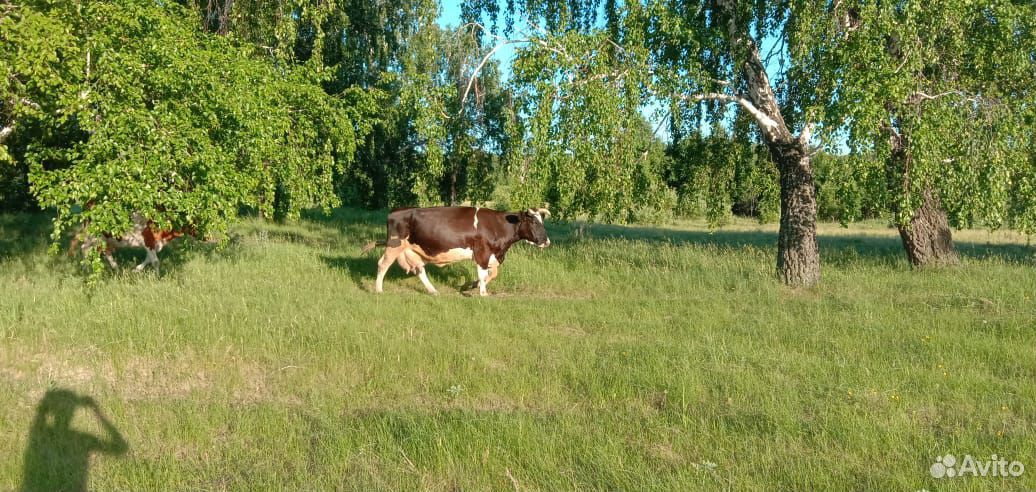 Три коровы и одна нетель купить на Зозу.ру - фотография № 9