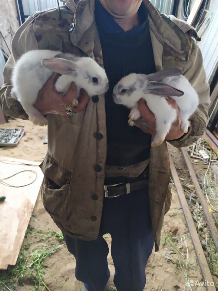 Кролики. Все самки. Цена за одну крольчиху купить на Зозу.ру - фотография № 8