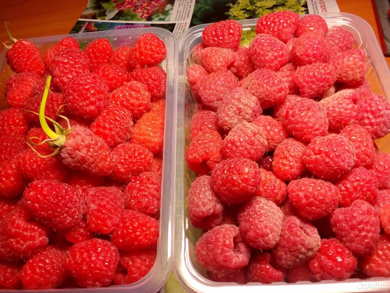 Продам ягоду малины,саженцы клубники купить на Зозу.ру - фотография № 2