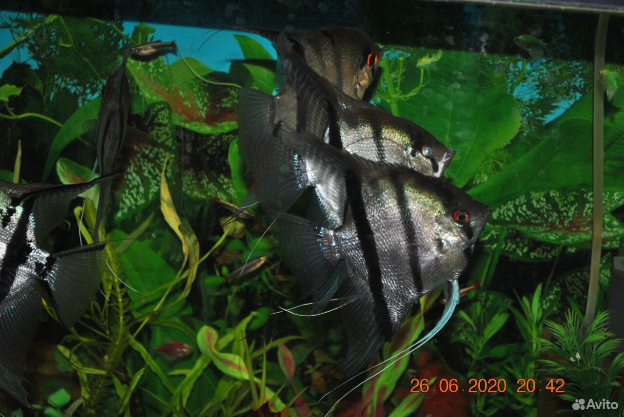 Рыбки Скалярки купить на Зозу.ру - фотография № 2