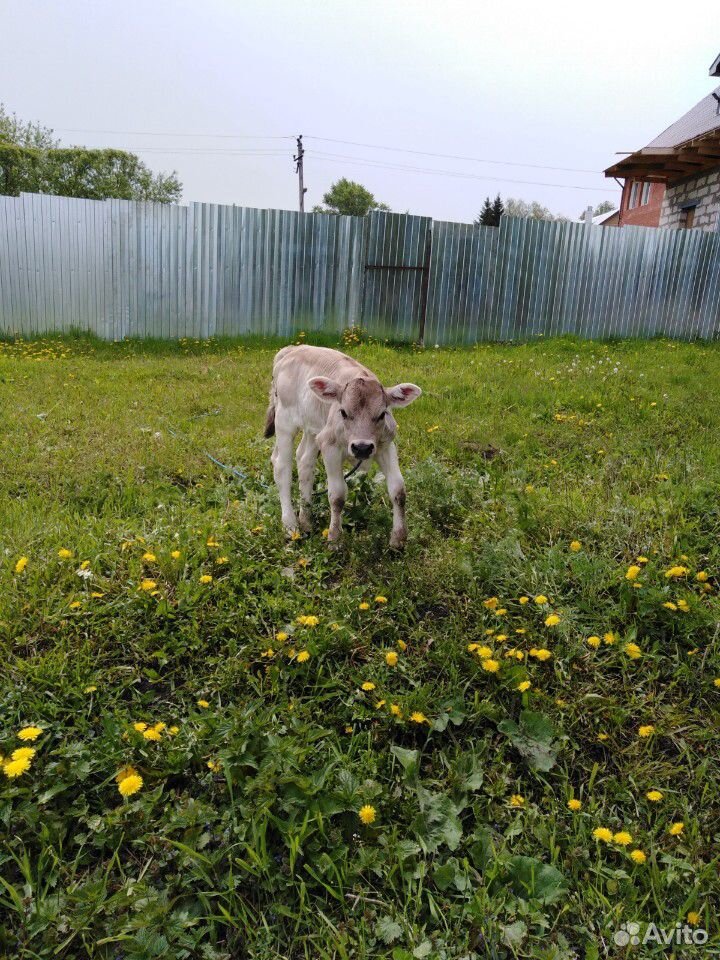 Корова(первотелка) купить на Зозу.ру - фотография № 2