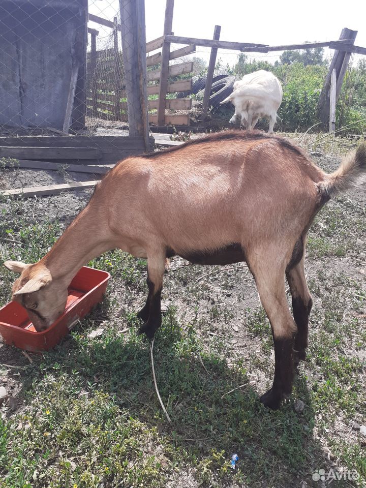 Продам коз купить на Зозу.ру - фотография № 7