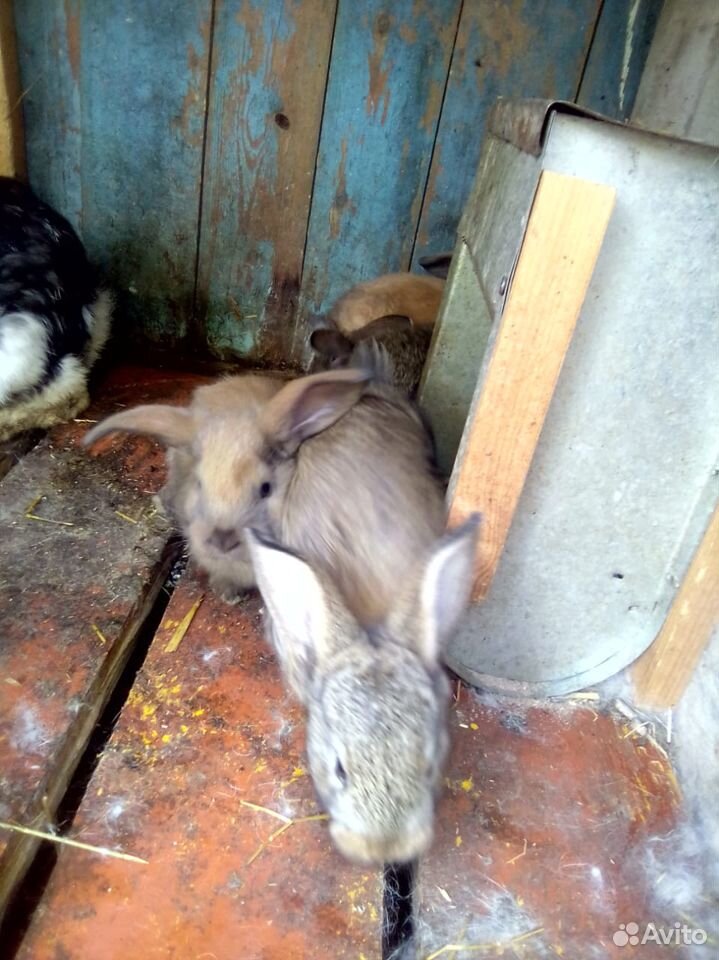 Кролики, крольчата месячные купить на Зозу.ру - фотография № 5